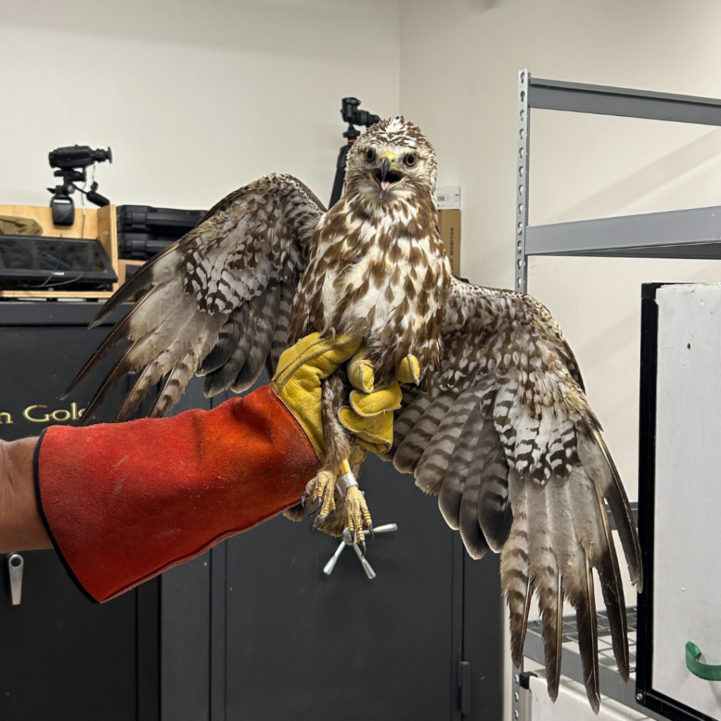 Swainson's hawk that has been captured and tagged. 